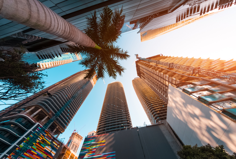 A palm tree and Miami skyscrapers under construction