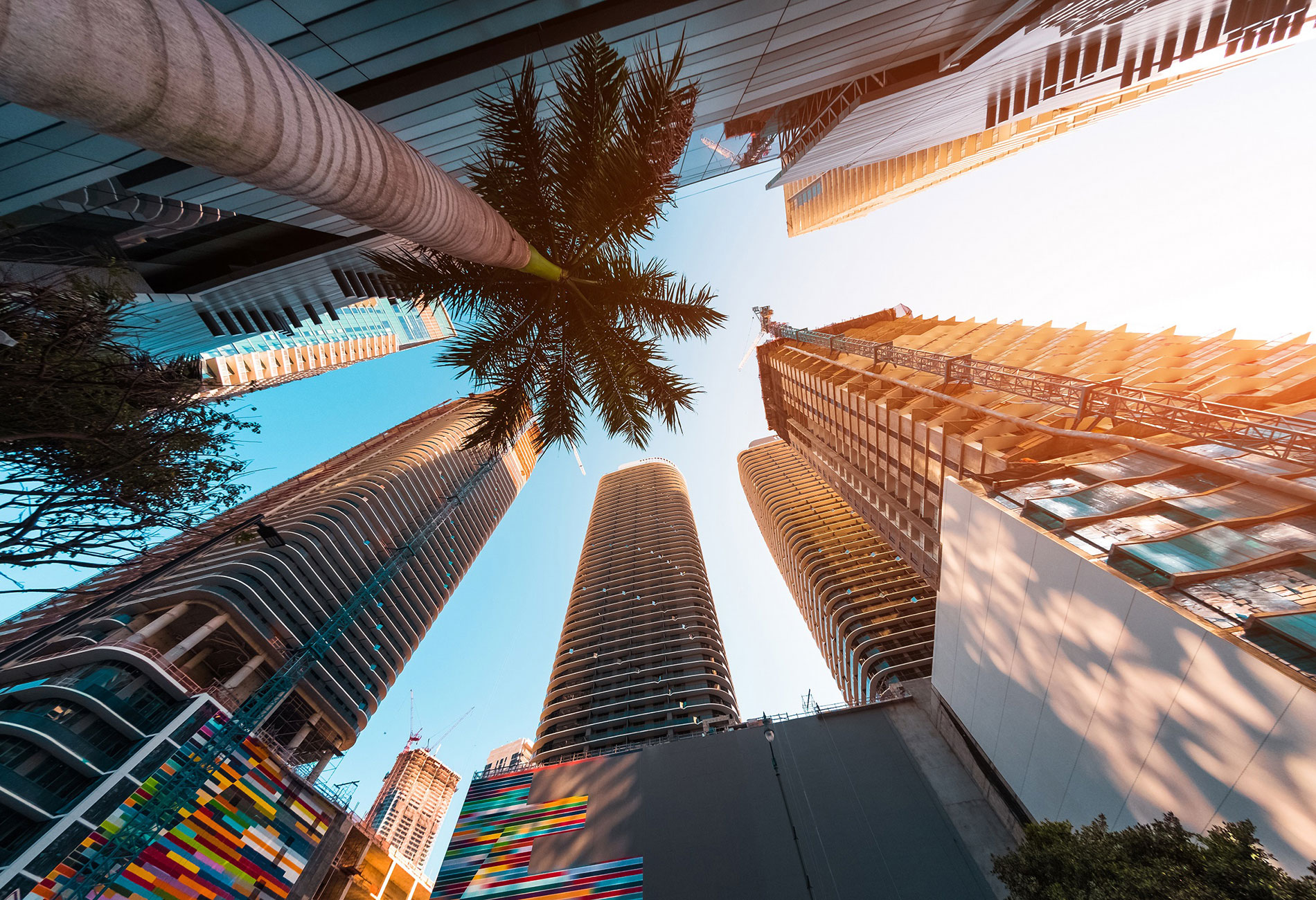 looking up at palm trees