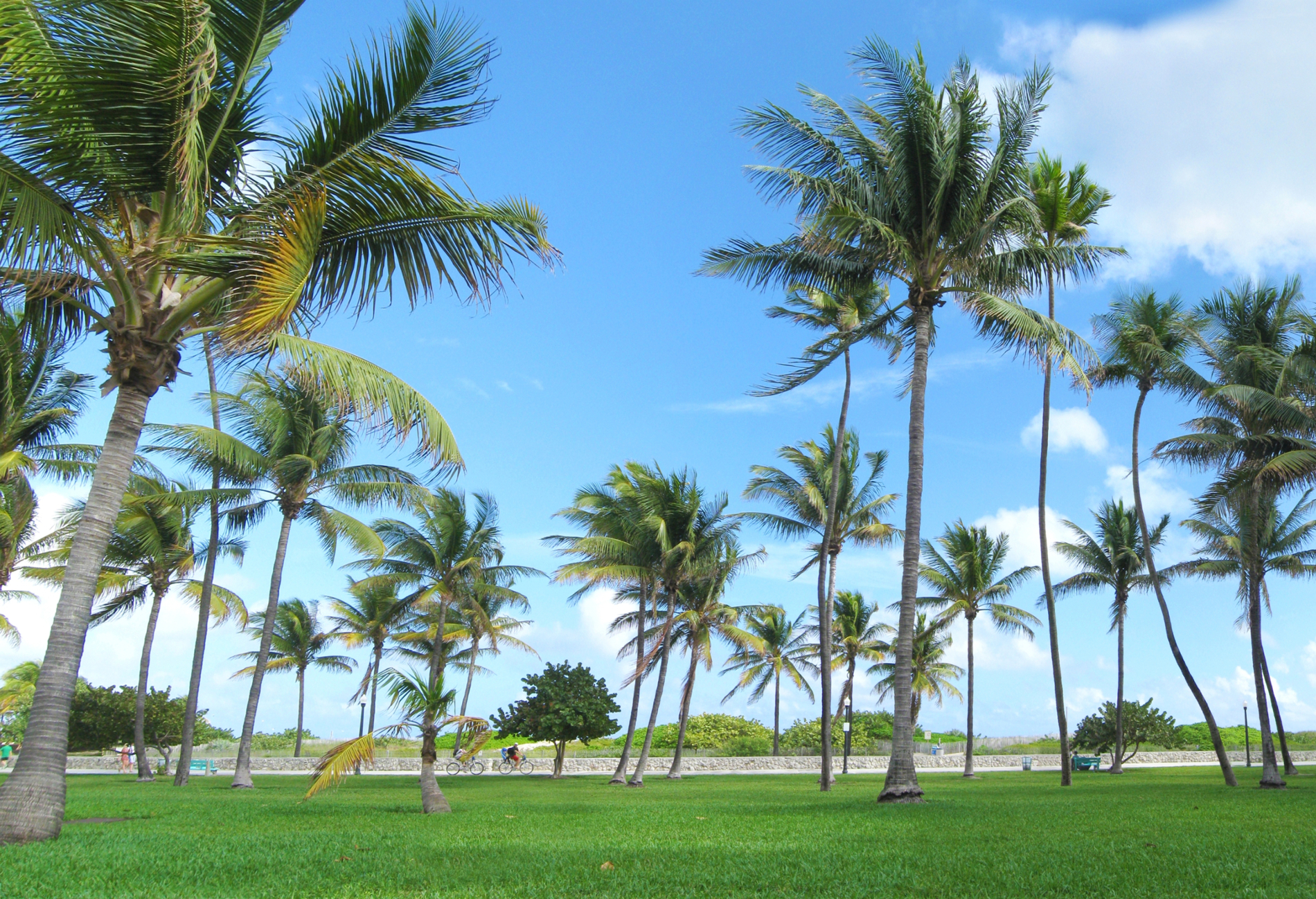 A lawn of palm trees with people bicycling in the background