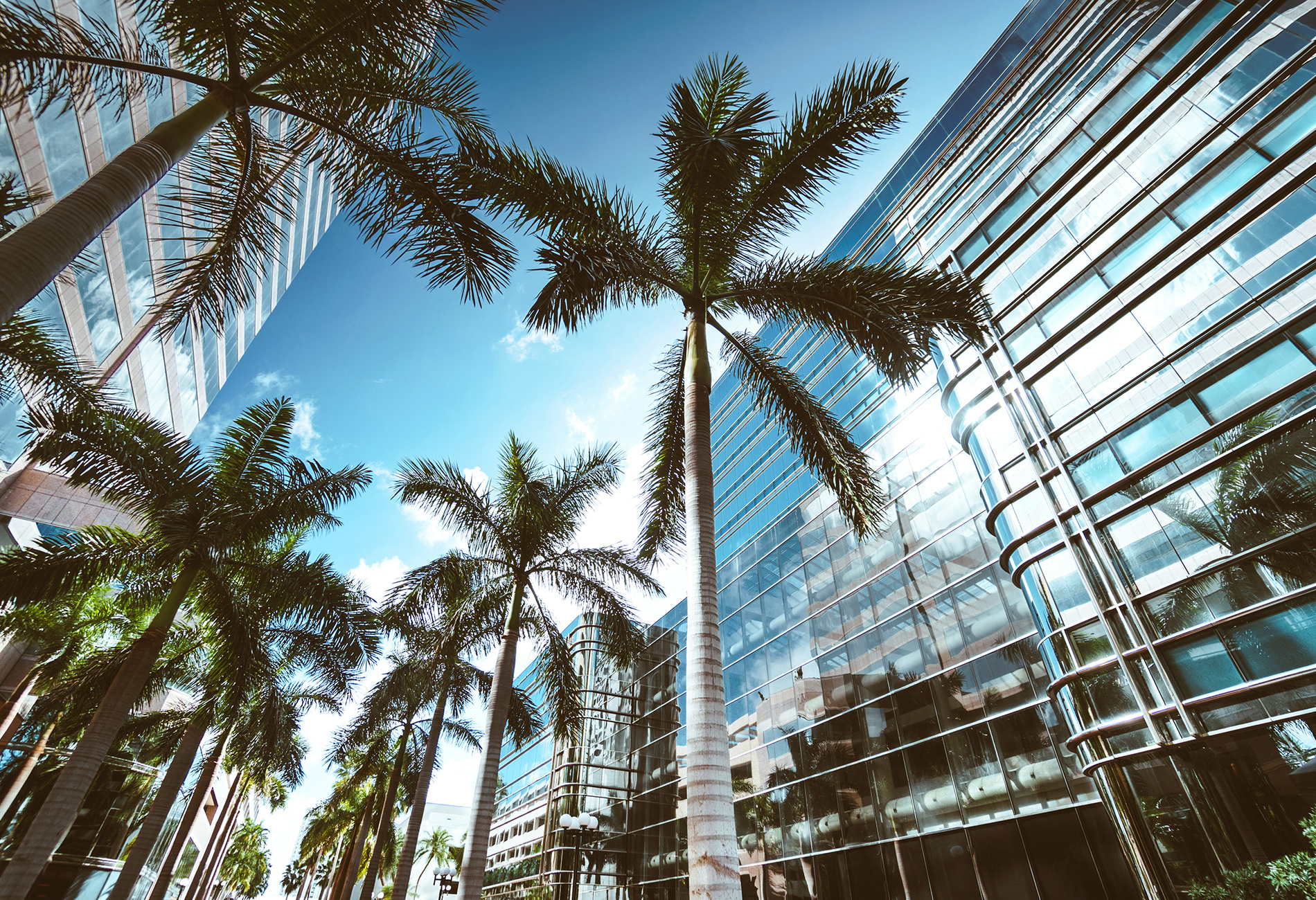 Palm trees reflect off glass buildings in Miami